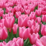 pink-tulips-a-lot-hd-wallpaper-preview